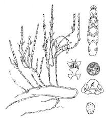 Image result for Sarcocornia decumbens