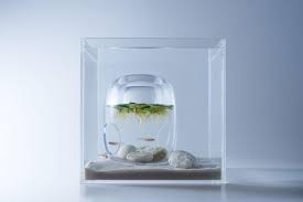 All cool betta tanks have a few things in common. 41 Fish Tank Images Pic Images Fishtankfacts Com