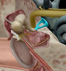 There are three components to the ear: Five Cool Facts About The Middle And Inner Ear
