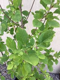 Image result for Fraxinus velutina