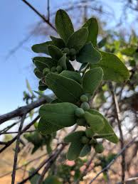 Image result for Cocculus hirsutus