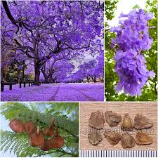 Image result for Jacaranda mimosifolia