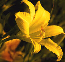 Pada satu pokok tanaman, jumlah kuntum bunga yang dihasilkan bisa mencapai 40 tangkai. Background Bunga Lily Kuning Background Bunga Kertas Atau Bunga Pokok Wedelia Yang Foto Stok Gratis Tentang Bunga Lily Kuning Sinar M Plants Rose Flowers