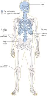7 bone structure a bone is an organ consisting of many tissue types: Bone Structure And Function