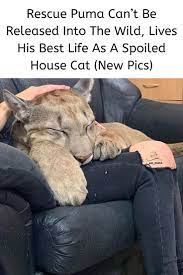 Rescue Puma Can T Be Released Into The Wild Lives His Best Life As A Spoiled House Cat New Pics Cat House Surviving In The Wild Cats