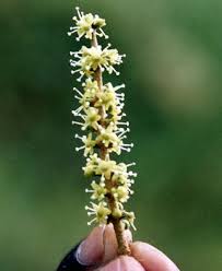 Image result for Polyscias fulva