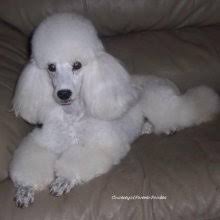 The cheapest offer starts at £1,200. Puppyfind Miniature Poodle Puppies For Sale