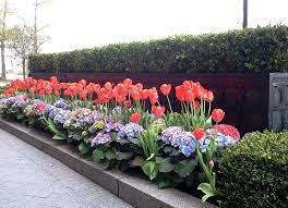 Spring Annuals Landscape Bed Tulips Hydrangeas Urban Garden Landscape Design Spring Garden Decor Spring Garden Flower Beds