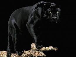 Black Panther Black Panther Wallpapers Black Panther Hd Wallpapers Black Panther Hunting Black Panther Attack Blac Black Jaguar Black Panther Panther