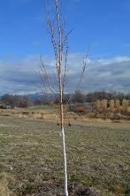 .you said it was called regal petticoat (acer pseudoplatanus) commonly called a sycamore i have searched down river and was even sold what was purported to be a regal petticoat then. Regal Petticoat Sycamore Maple