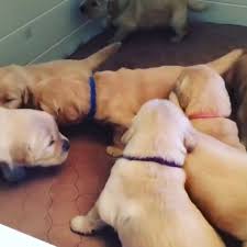 Golden retriever puppies for sale and dogs for adoption in north carolina, nc. Puppies And Dogs For Sale Near Me Home Facebook