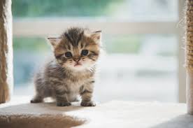 ‪Decoding Cat Habits and Behavior: Understanding the Nature of Cats‬‏