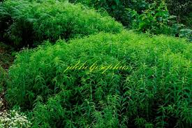 Image result for Sesamum parviflorum