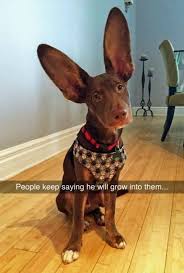 Dog With Big Ears Funny Animal Pictures Funny Animals Cute Animals