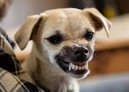 Was mir sorgen macht ist ihre schwache hinterhand. Von Angst Bis Frust Warum Knurrt Mein Hund Mich An