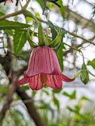 Image result for Canarina