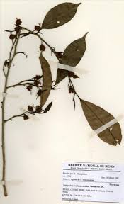 Image result for Trilepisium madagascariense