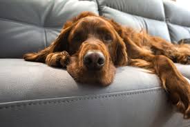 Es verursacht zwar immer ein bisschen arbeit, die haare wieder loszuwerden,. Hundehaare Entfernen Die Besten Tipps Brigitte De