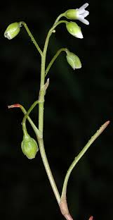 Image result for Montinia