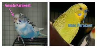 The eclectus is one of the simpler breeds to visually sex. How To Sex Your Bird Pawsitively Pets