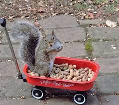 15 Different Types Of Squirrels You Need To Know Squirrel Cute Squirrel Squirrel Funny