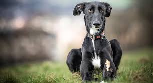 lurcher dog information center a guide to a clever speedy