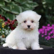 We have two adorable healthy males available that will steal your heart. Maltichon Puppies For Sale Greenfield Puppies
