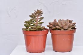 多肉q a 什麼是徒長 有肉succulent gift 多肉植物與設計盆器搭配的禮品店 planter pots smart living projects