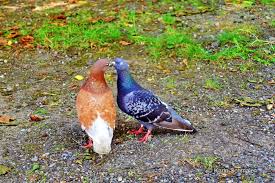 Turteltauben Ein Sinnbild Fur Verliebte Frei Raum Zeit Turteltaube Taube Bilder