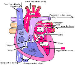 Arteries usually colored red because oxygen rich, carry blood away from the heart to capillaries within the tissues. Explaining How The Human Circulatory System Works Heart Lungs Blood Vessels Arteries Capillaries Veins White Red Blood Cells Platelets Plasma Causes Cardiovascular Disease Statins Stents Igcse O Level Gcse 9 1 Biology Revision Notes
