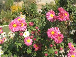 Diğer bir deyişle, çoğunlukla çiçeklerinin yapraklarının şekli ve düzenlenişine göre gruplandırılırlar. Cittaslow Botanik Park Kasimpati Cicekleri Krizantem