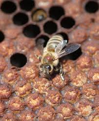 Pin Auf Bienen Und Ihr Wachs