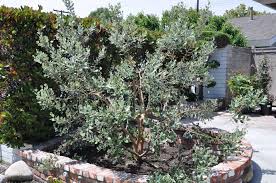 Image result for Feijoa sellowiana