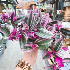 Image result for Tradescantia