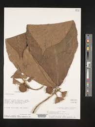 Image result for Buchnerodendron lasiocalyx