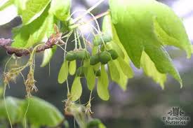 Saccharum is a large, deciduous tree to 20m with a dense, oval to. Acer Saccharum From Burncoose Nurseries