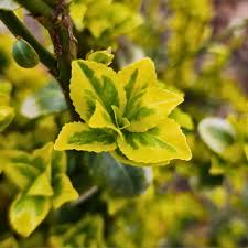 Image result for Euonymus fortunei