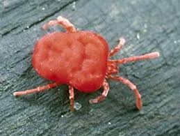 Image result for Trombicula autumnalis