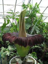 Image result for Amorphophallus goetzei