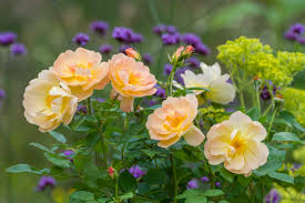 We did not find results for: David Austin Roses On Twitter Edmondsonmary Lovely Photo Thank You For Sharing Twitter