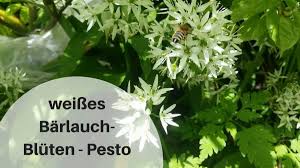 14 Tolle Barlauch Rezepte Und Konservierungsmoglichkeiten Barlauch Rezepte Barlauch Krauter Fur Die Gesundheit