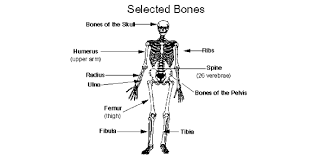 Whether you have a science buff or a harry potter fanatic, look no further than this list of trivia questions and answers for kids of all ages that will be fun for little minds to ponder. A P Chapter 6 Self Quiz The Skeletal System Bone Tissue Proprofs Quiz