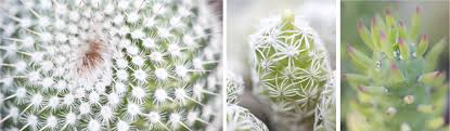 Starting your own business doesn't have to be complicated. Thorny Business The Cactus