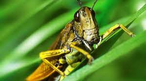 How to deter grasshoppers from garden. How To Get Rid Of Grasshoppers In Your Garden Homestead Acres