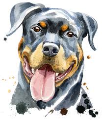 Doberman or rottweiler puppy cartoon. Sketch Rottweiler Stock Illustrations 268 Sketch Rottweiler Stock Illustrations Vectors Clipart Dreamstime