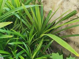 Potong semua daun untuk mengurangi dehidrasi ketika ditanam di luar. Kegunaan Daun Pandan Selain Untuk Masakan Banyak Khasiat Juga Rupanya Blog Santai Santai Jerr