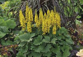 Image result for Ligularia sibirica