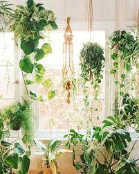 Many plant hangers have cord, leather or fabric straps attached. The Best 9 Indoor Hanging Plants Even A Beginner Won T Kill Posh Pennies