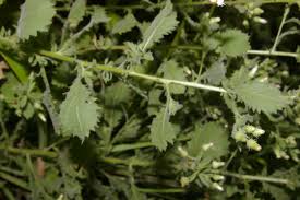 Image result for Pseudoconyza viscosa