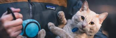 123,848 likes · 426 talking about this. 5 Best Cat Backpack Carriers 2021 Bubble Backpacks Reviews Guide